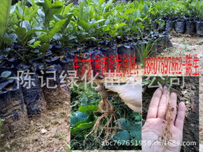 牛大力主治肾虚气虚腰酸腿痛风湿病广西广东牛大力小苗牛大力种苗