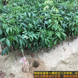 荔枝树苗正宗嫁接妃子笑荔枝桂味荔枝果树苗庭院盆栽地栽包邮
