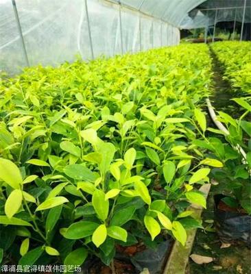 黄金榕报价 广西黄金榕 花卉种苗绿化工程