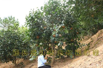 广西大果红花油茶袋苗价格 藤县盛林农业大果红花油茶树苗