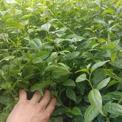 [岗梅种苗 批发]广西钦州灵山县岗梅种苗 0.65元/棵中叶, _ 一亩田