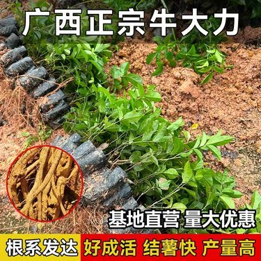 野生牛大力多少钱一斤市场价