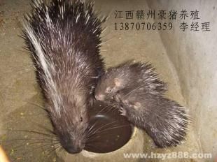 兴安豪猪养殖场 广西兴安豪猪种苗 广西兴安箭猪养殖_世界工厂网